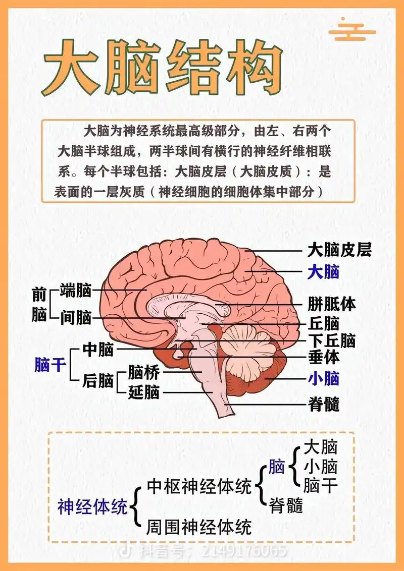 了解大脑结构和功能 - 抖音