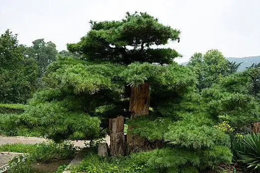 园林,绿植,绿树,树丛,树冠,松树,造型,园林景观,艺术,树