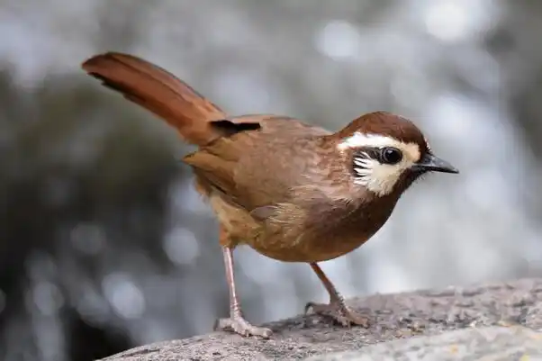 白眉笑鸫,白眉噪鹛,土画眉,是中国南方常见的低山灌木丛鸟类之一,主要