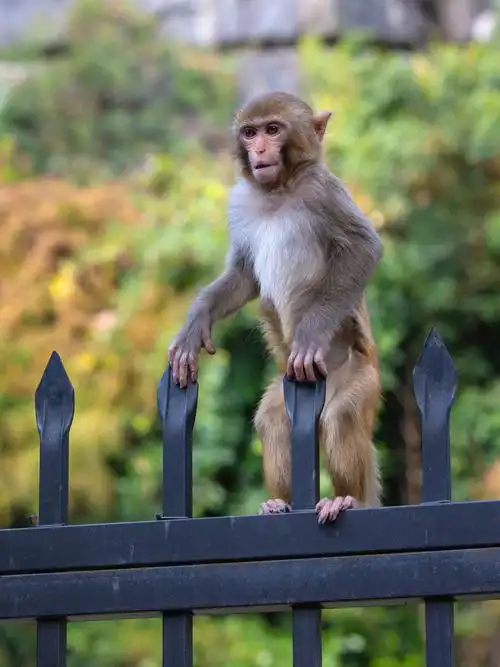 七星公园里的猴子