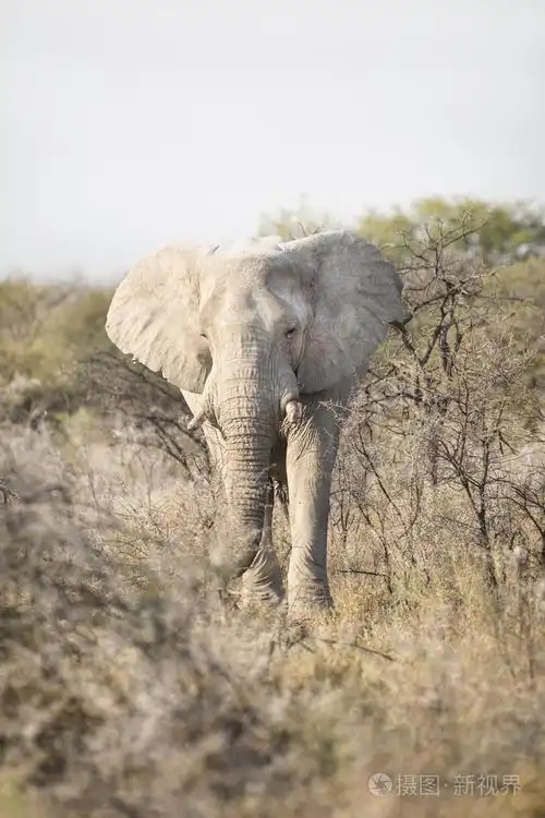 白色大象在埃托沙