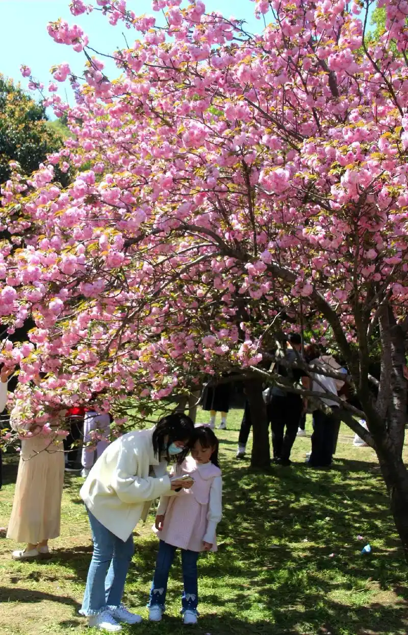 百花盛开,争奇斗艳#踏春赏花 #感受春的气息 #春天的色彩 - 抖音
