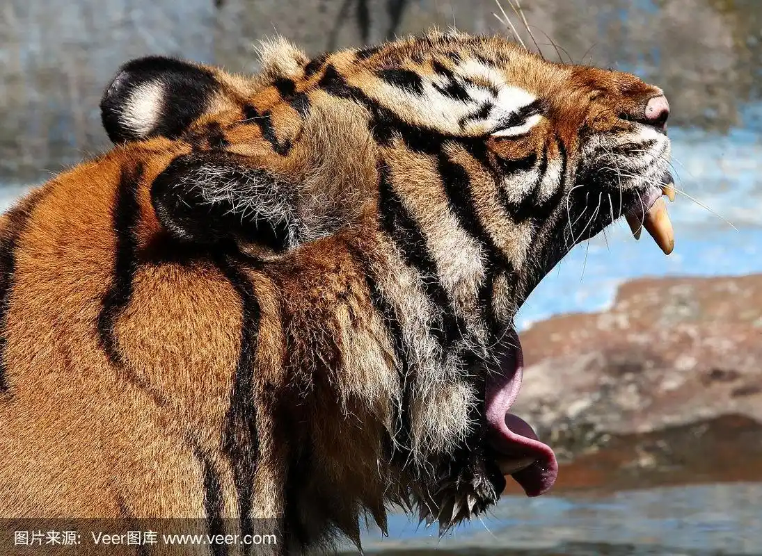 侧面的虎张开嘴