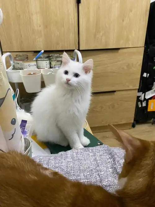 还是个尴尬期小朋友