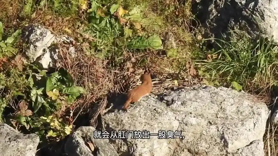 黄鼠狼为什么要放臭屁-动物视频-搜狐视频