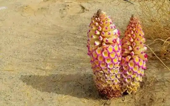 仅一户牧民就种了9千亩地的梭梭树来防沙固土