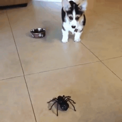 狗狗蜘蛛害怕萌宠gif动图_动态图_表情包下载_soogif