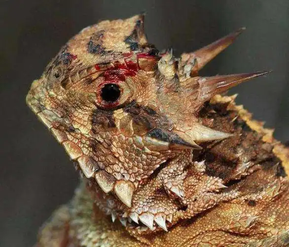 杀敌一千自损八百角蜥用自己的血液攻击敌人