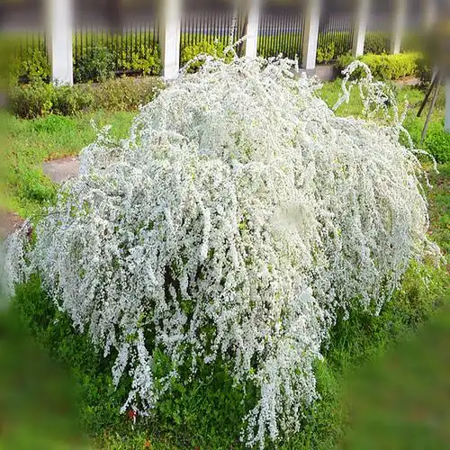 雪花花卉雪柳花盆盆栽灌木植物开花室内阳台花卉