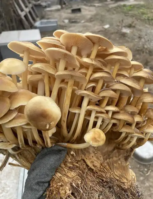 🍄这些金针菇在森林的怀抱中自由生长,不受人工的干预,保留了最原始