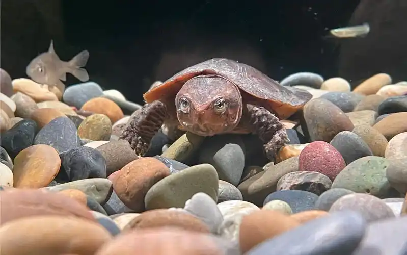 knock knock,呼之即来小鹰嘴(鹰嘴龟)