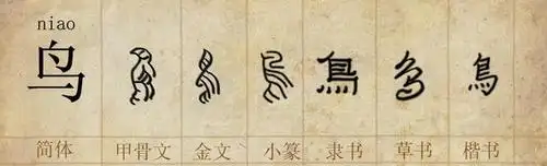 上图是鸟字的演变 "鸟"字是形意字,所以用了金文和小篆的两个鸟字,写