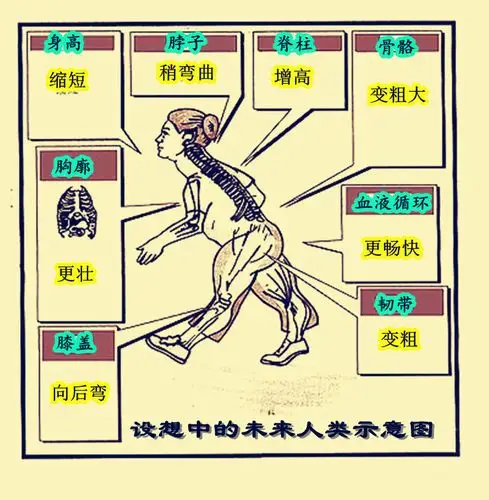 未来人类会长成什么样?