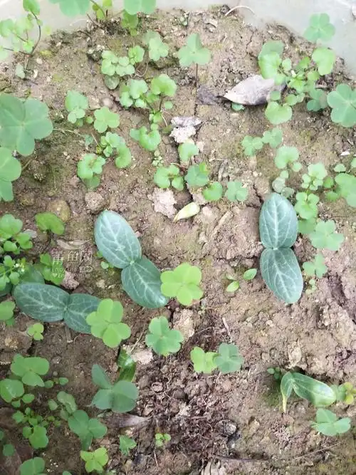 丝瓜苗长出来了准备面对疾风吧