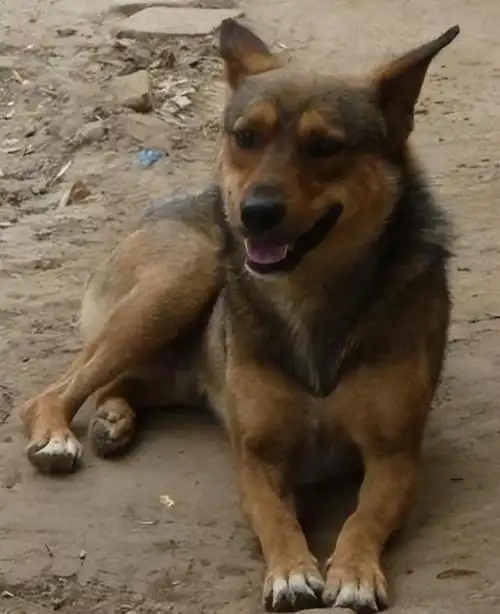 回顾:农村土狗晚上不睡觉,白天也很少睡觉,它们根本不困?