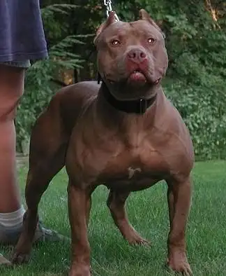 8岁女童惨死恶狗嘴下 14种世界著名烈性犬令人毛骨悚然