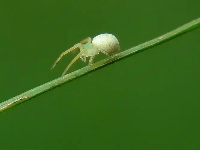 fz18--生命的价值——白蜘蛛-中关村在线摄影论坛