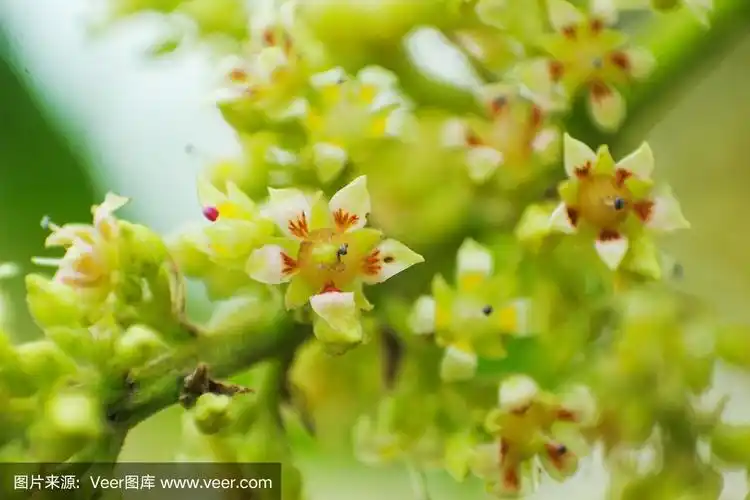 芒果花微距特写照片