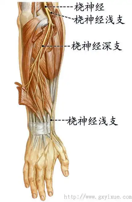 脊神经 - 解剖生理学网络课程