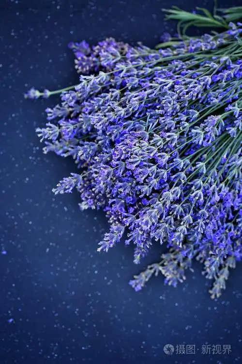 美丽的薰衣草花束