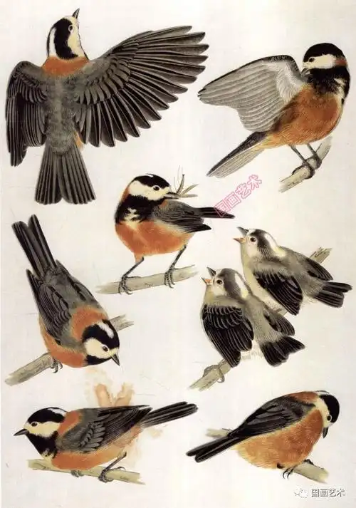 画谱| 工笔百鸟图谱及各种形态姿态