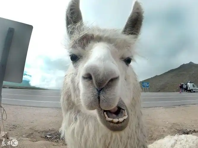 组图:搞笑,我才是自拍专家好不好