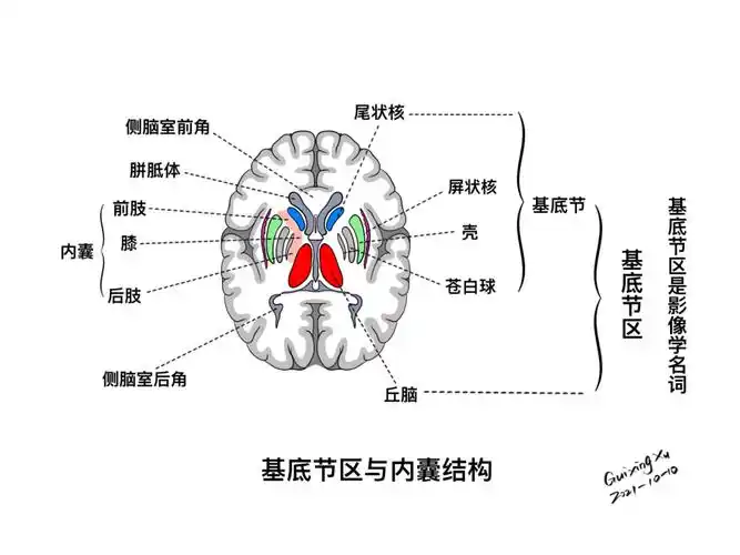 内囊丘脑基底节区解剖与定位二