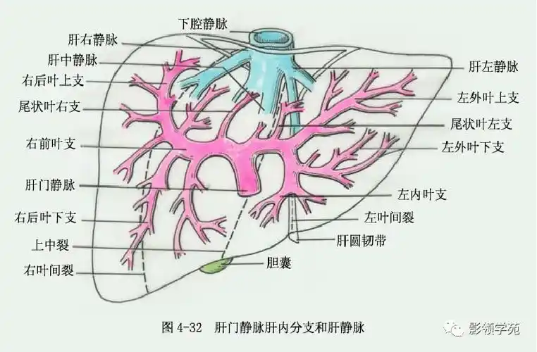 最全总结肝脏的表面解剖及分叶分段太赞了