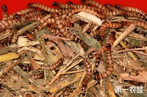 大麦虫养殖技术大全