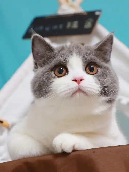 这是什么神仙猫咪英短蓝白蓝白猫深圳猫舍