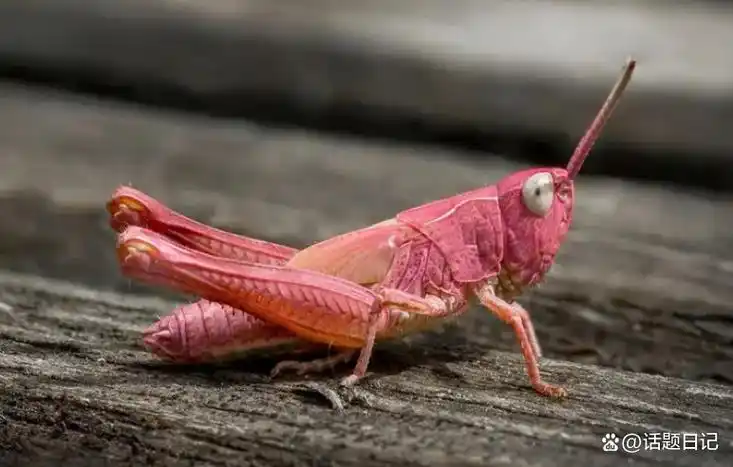 粉色的蚂蚱有毒吗?