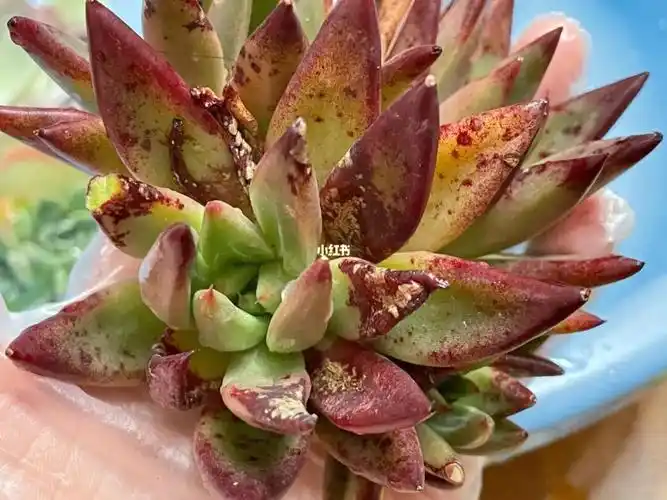 这个多肉是什么病