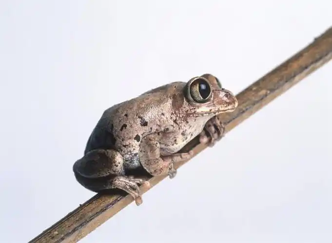 无人,横图,室内,白天,白色背景,侧面,植物,青蛙,野生动物,树蛙,枝条