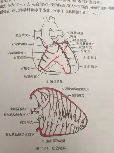 心脏的血液供应尤为丰富,但是随着年龄增长和其他原因,冠状动脉血管