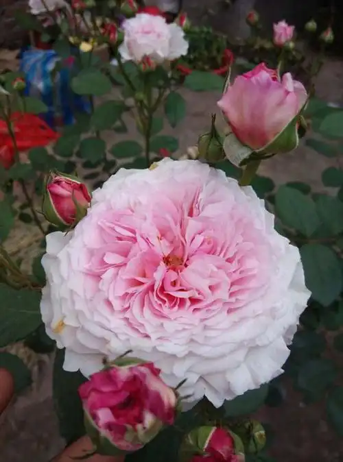 沭阳詹姆斯高威月季高威月季小苗价格藤本