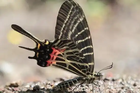 二,世界上十大稀有蝴蝶有尾巴?