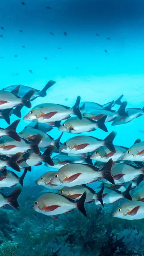 一群鱼,水下,海 5k