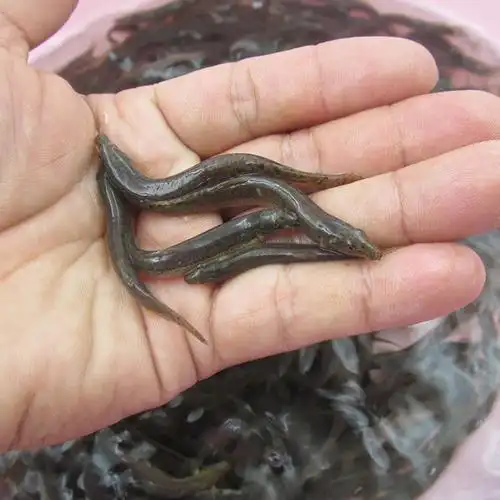 泥鳅养殖小泥鳅活体笩钓鳅鱼新鲜放生鱼青饲料观赏鱼饲料