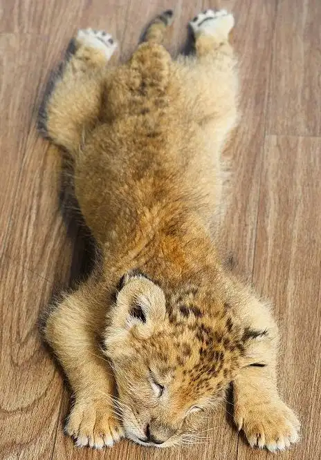 幼狮幼虎亲如兄弟与小兔玩耍萌翻网友