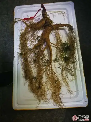 千年野山参 懂得来 急用钱急出