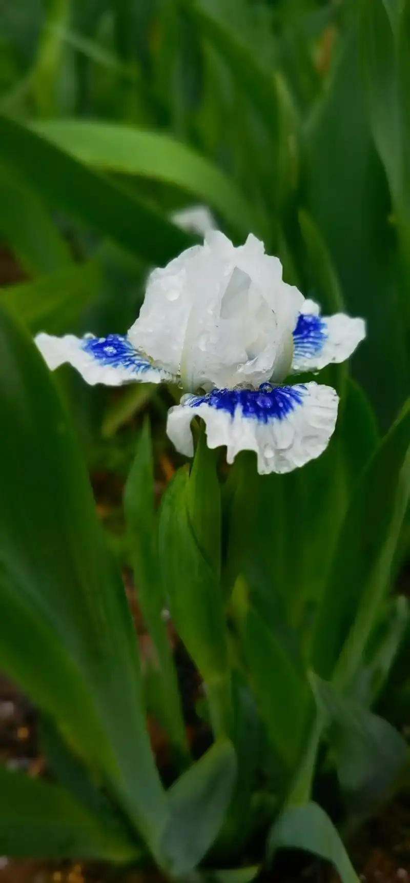 春天的第一支德国鸢尾