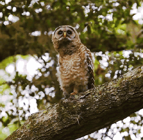 沙雕走位,大佬回眸,治愈系微笑,猫头鹰其实还挺蠢萌的呢