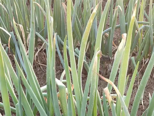 大葱霜霉病应该如何防治