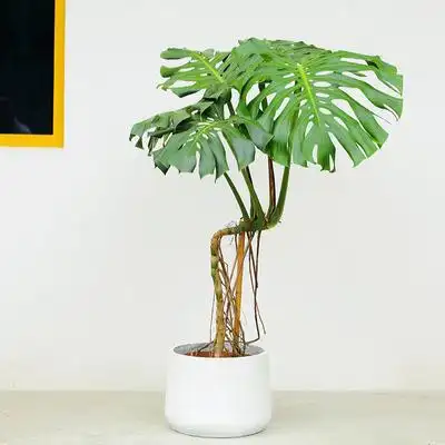 距优惠券开抢还有00:00:00尤朵拉造型龟背竹大型老桩观叶植物盆栽办公