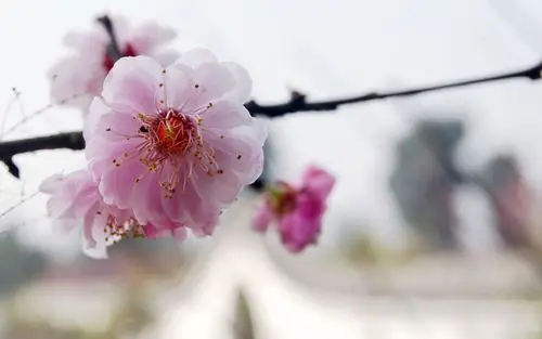 电脑壁纸 花卉 鲜花 唯美意境桃花