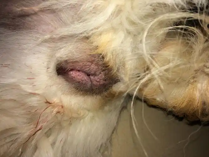 金毛为什么学狼叫是因为发情了吗?