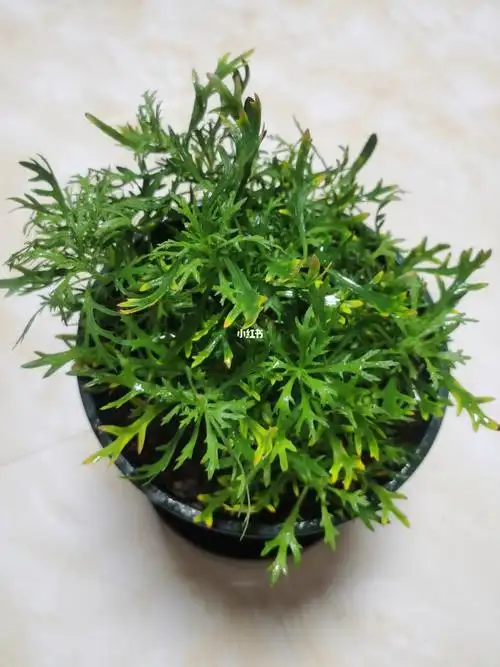 玛格丽特叶子尖发黄怎么办,大神们帮帮忙