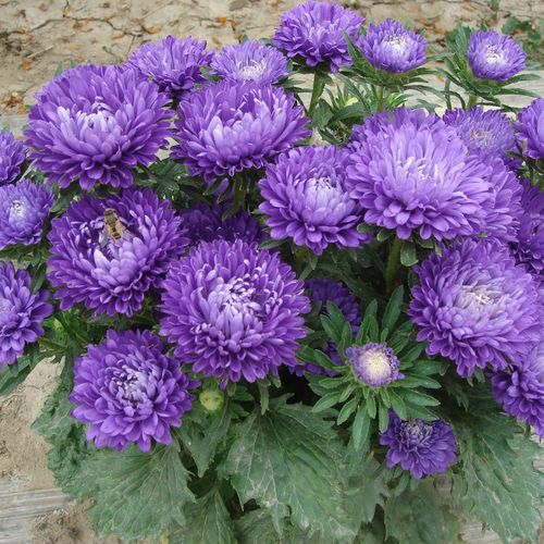 百萌重瓣翠菊种子 矮杆 翠菊花种子重瓣大花矮杆菊花种子花卉种子