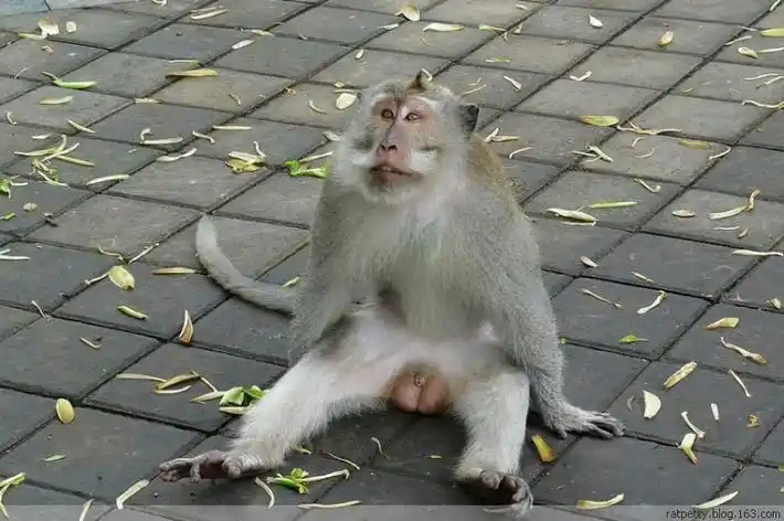 因为我相信君子坦蛋蛋,小人藏鸡鸡.