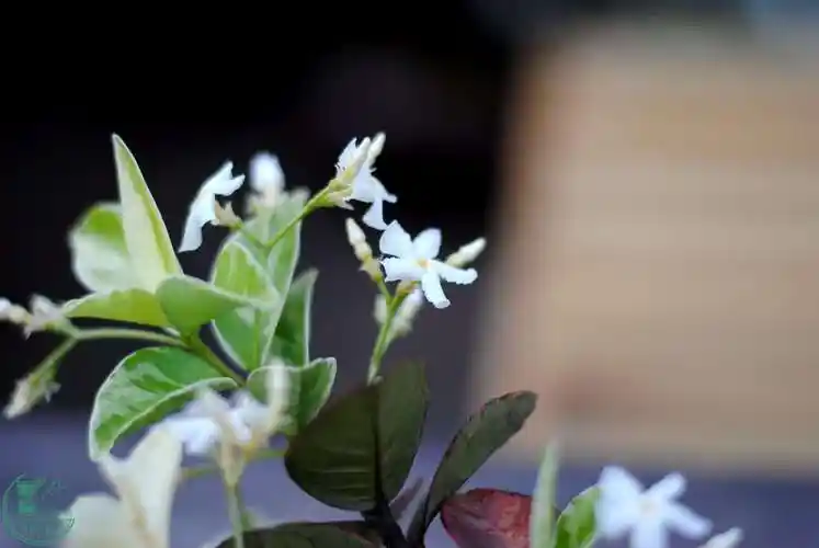 两棵开花的络石